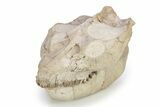 Fossil Oreodont (Leptauchenia) Skull - South Dakota #249246-7
